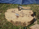 Paleo_08_192